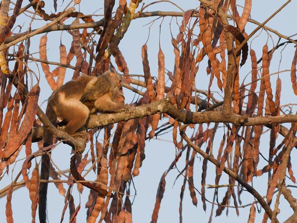 Bruine brulaap (Alouatta guariba)